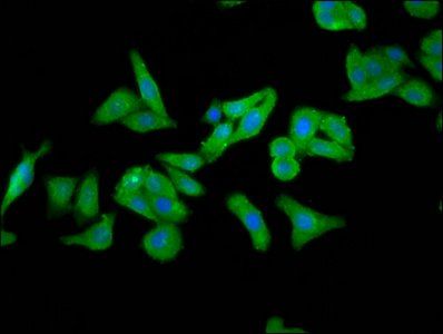 FOLR1 Antibody