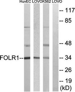 FOLR1 Antibody