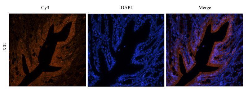 FOLR2 antibody