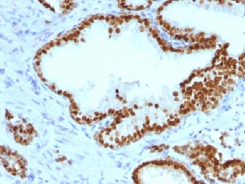 FOXA1 Antibody