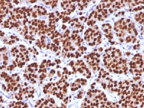 FOXA1 Antibody