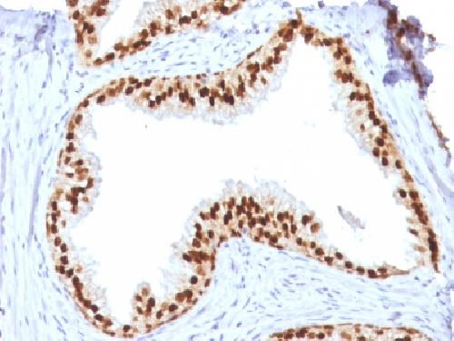 FOXA1 Antibody