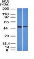 FOXA1 Antibody