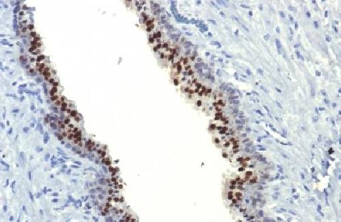 FOXA1 Antibody