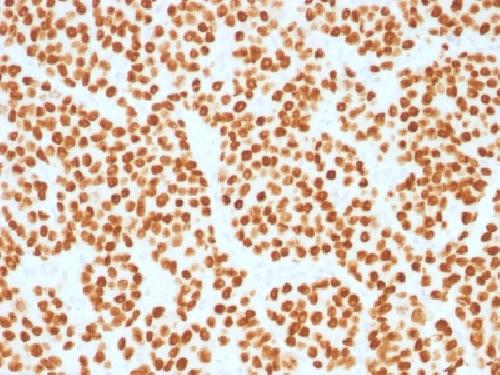 FOXA1 Antibody