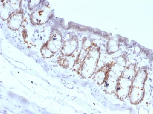 FOXA1 Antibody