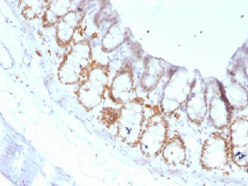 FOXA1 Antibody
