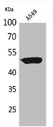 FOXA1 Antibody
