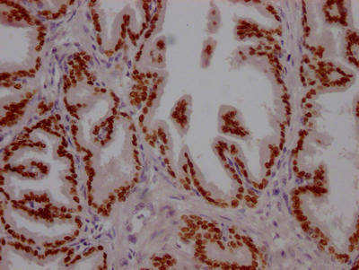 FOXA1 Antibody