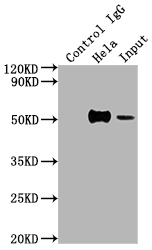 FOXA1 Antibody