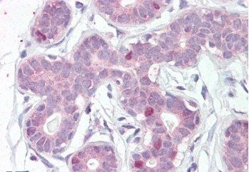 FOXA1/HNF3A Antibody