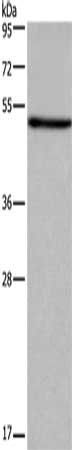 FOXA2 Antibody