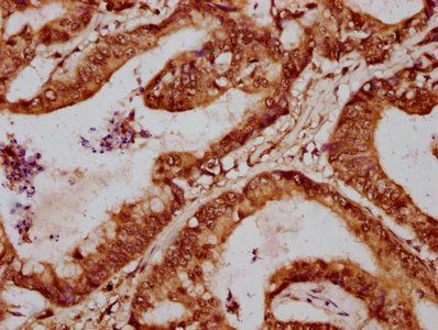 FOXA3 Antibody