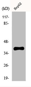 FOXH1 Antibody