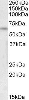 Goat anti-FOXK2 / ILF (isoform 1) Antibody