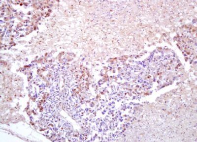 FOXM1 Rabbit Polyclonal Antibody