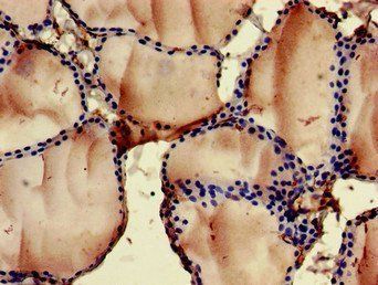 FOXN1 Antibody