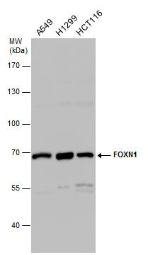 forkhead box N1 Antibody