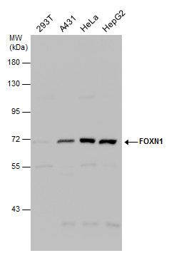 forkhead box N1 Antibody