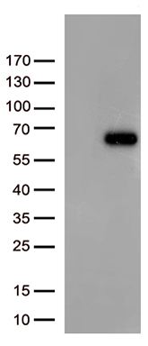 FOXN2 Antibody