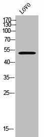 FOXN4 Antibody