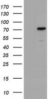 FOXP1 Antibody