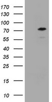 FOXP1 Antibody