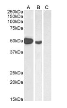 Goat anti-FOXP3 / SCURFIN Antibody