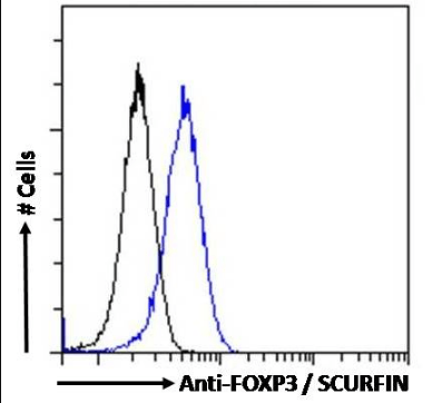 Goat anti-FOXP3 / SCURFIN Antibody