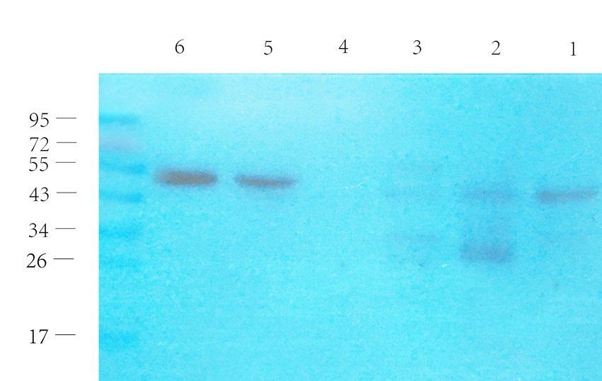 FPR1 Rabbit Polyclonal Antibody