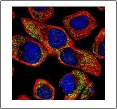 NCS1 Rabbit Polyclonal Antibody