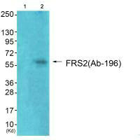 FRS2 Antibody