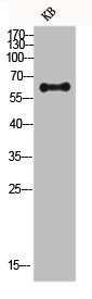FRS2 Antibody
