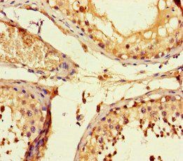 FSTL1 Antibody