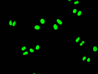 FUBP1 Antibody