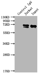FUBP1 Antibody