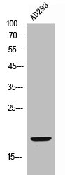 FUNDC1 Antibody