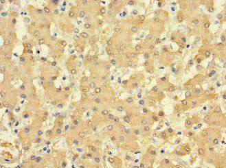FUOM Antibody