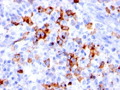 FUT4 Antibody
