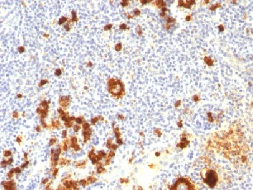 FUT4 Antibody