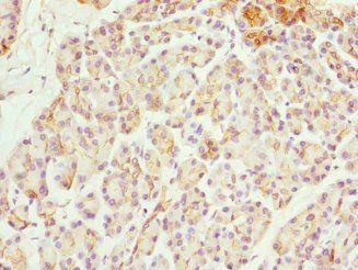 FXYD2 Antibody