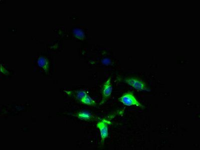 FXYD7 Antibody