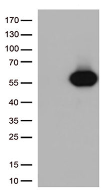 FYCO1 Antibody
