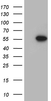 FYCO1 Antibody
