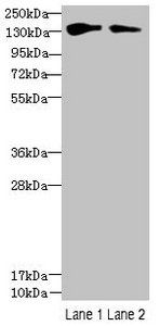 FYCO1 Antibody