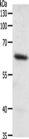 FZD4 Antibody