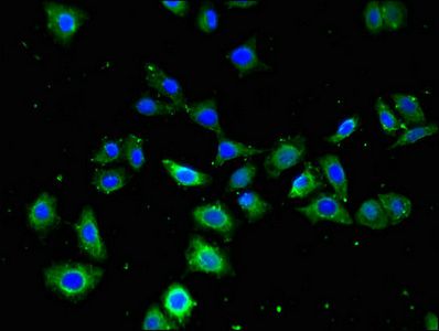 FZD4 Antibody