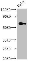 FZD4 Antibody