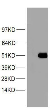 G CSF Antibody