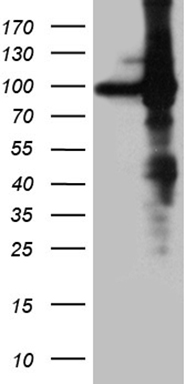 G CSF Antibody